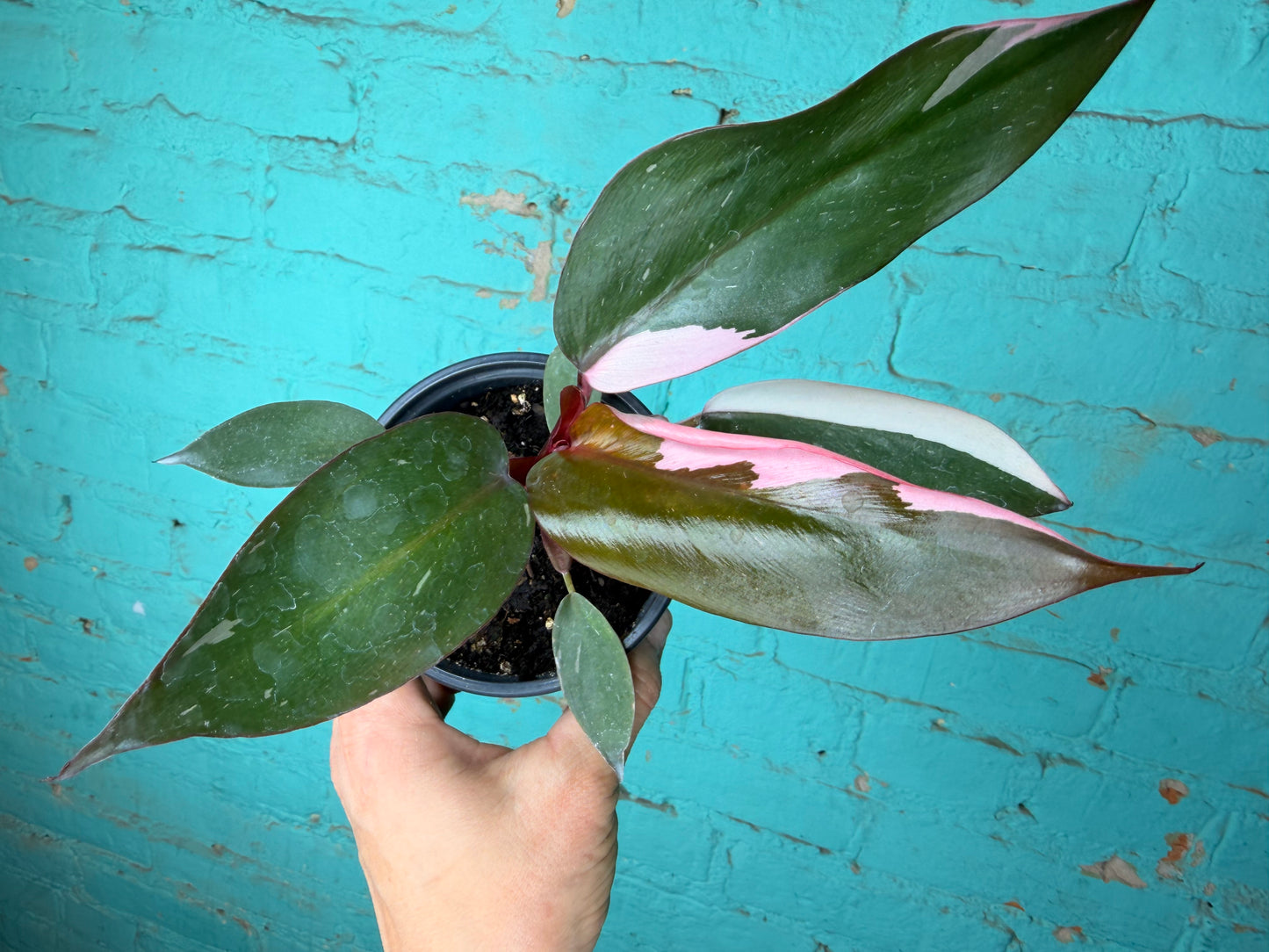 Philodendron Pink Princess  4”