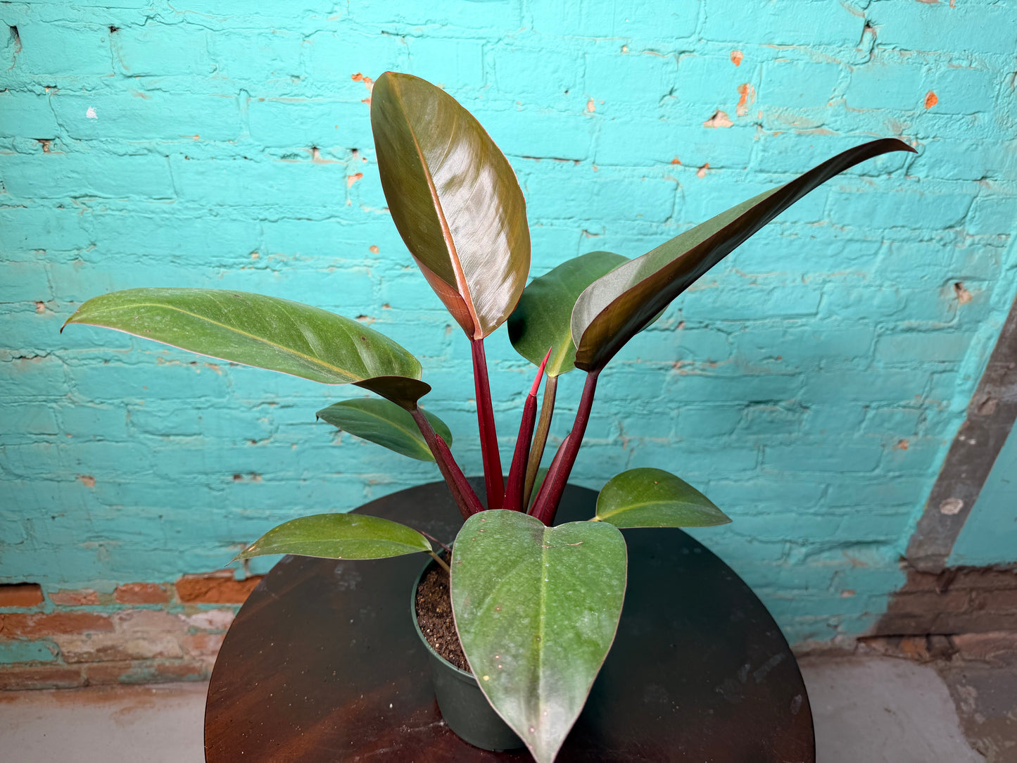 Philodendron Red Congo 6”