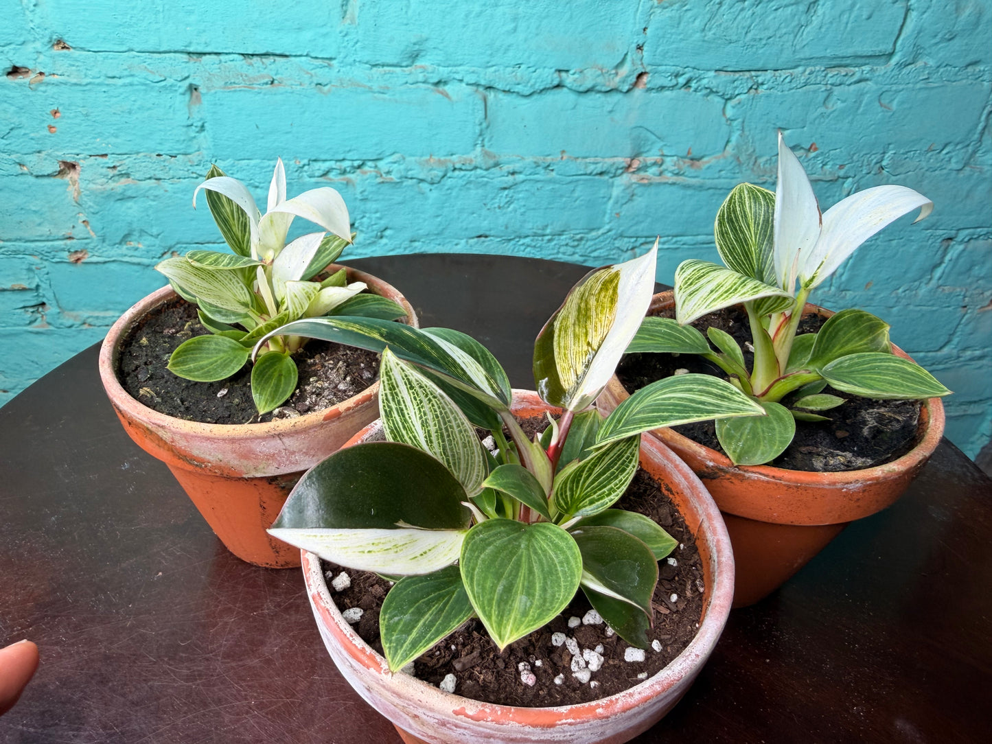Philodendron Birkin 4” (Clay)