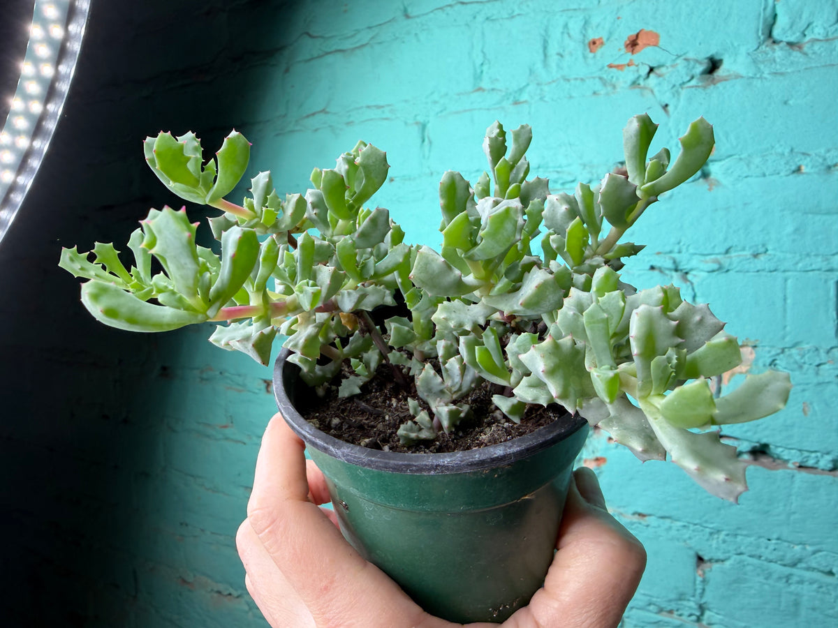 Oscularia Deltoides ‘Pink Ice Plant’ 4”