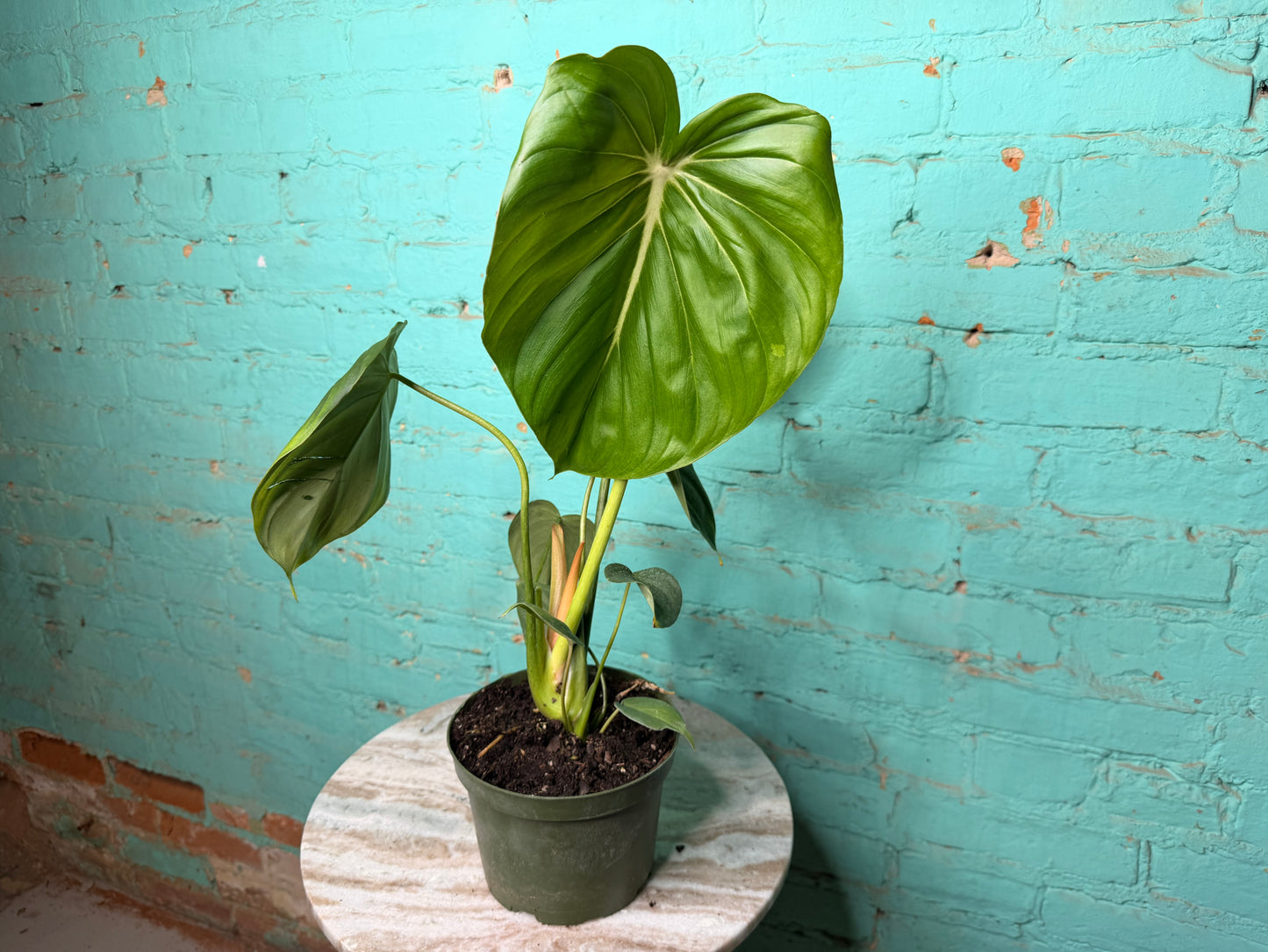 Philodendron McDowell 6”