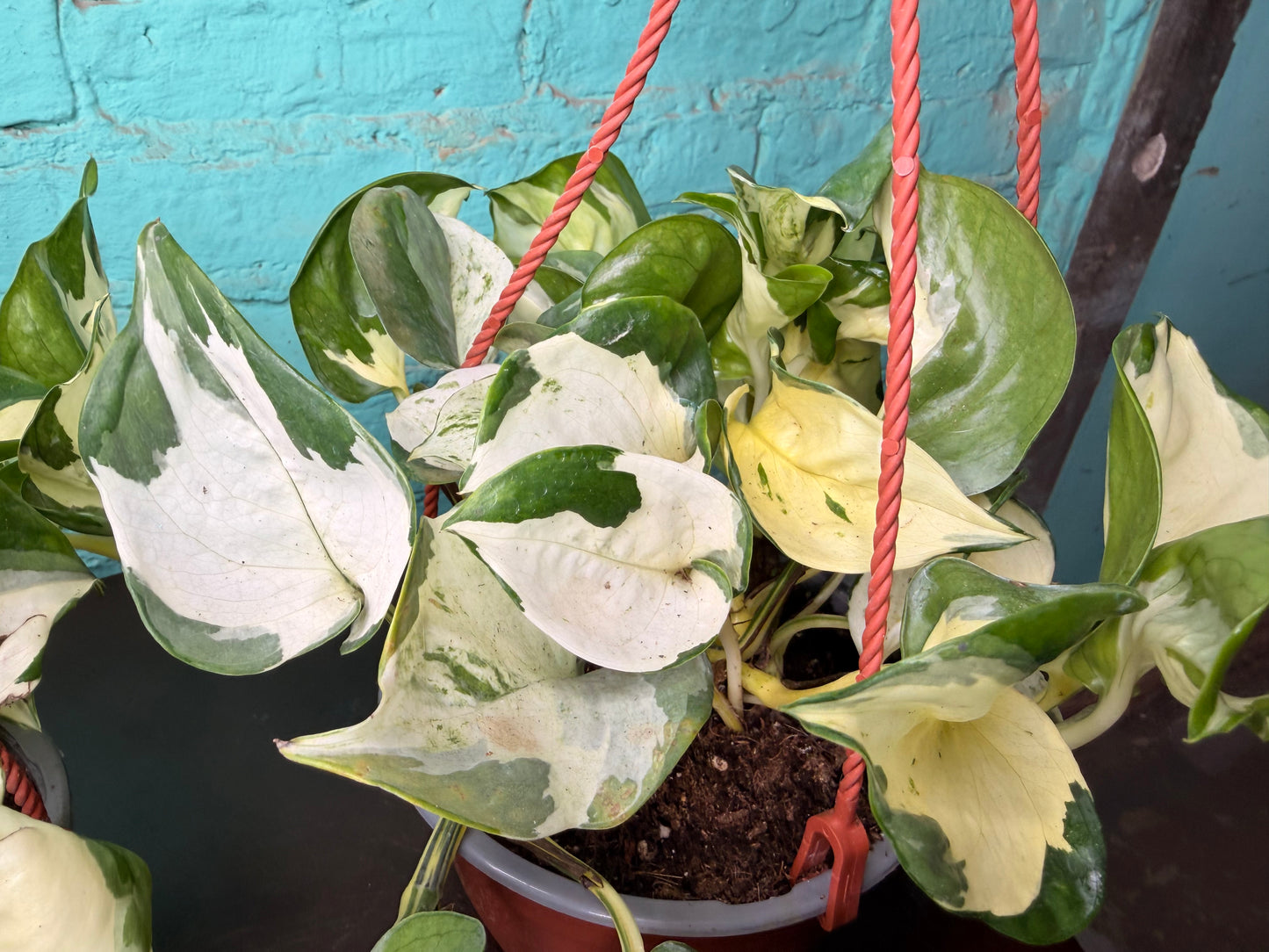 Pothos Ivory Night 6” Basket