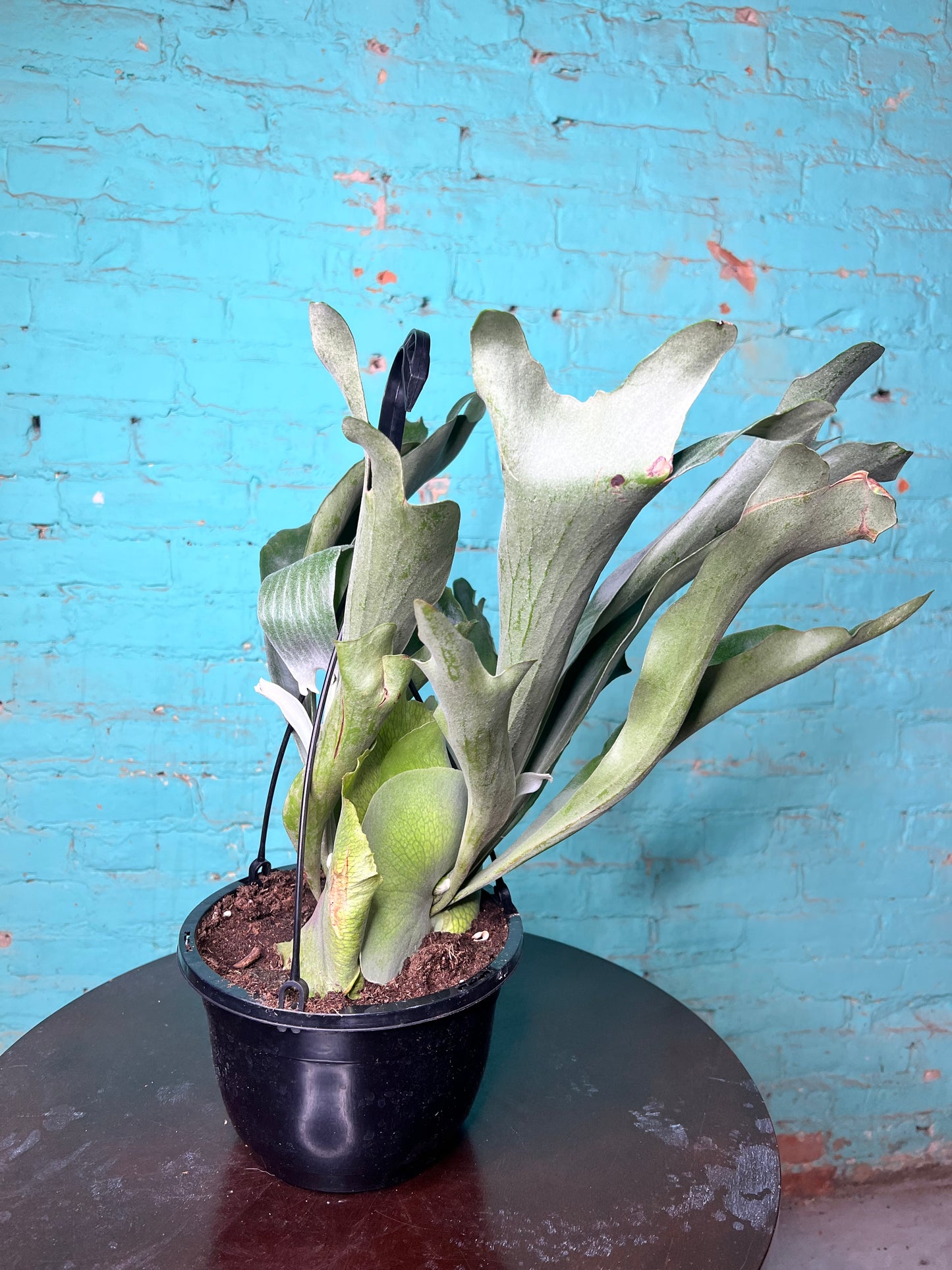 Staghorn Fern  8” basket