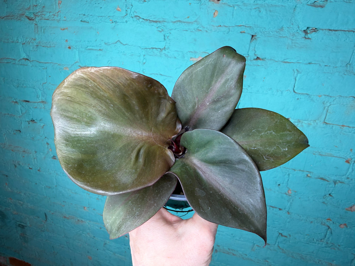 Philodendron “Red Heart” 4”