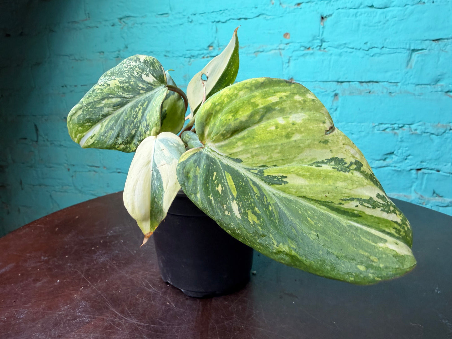 Philodendron Gloriosum Variegated Type 2  4”