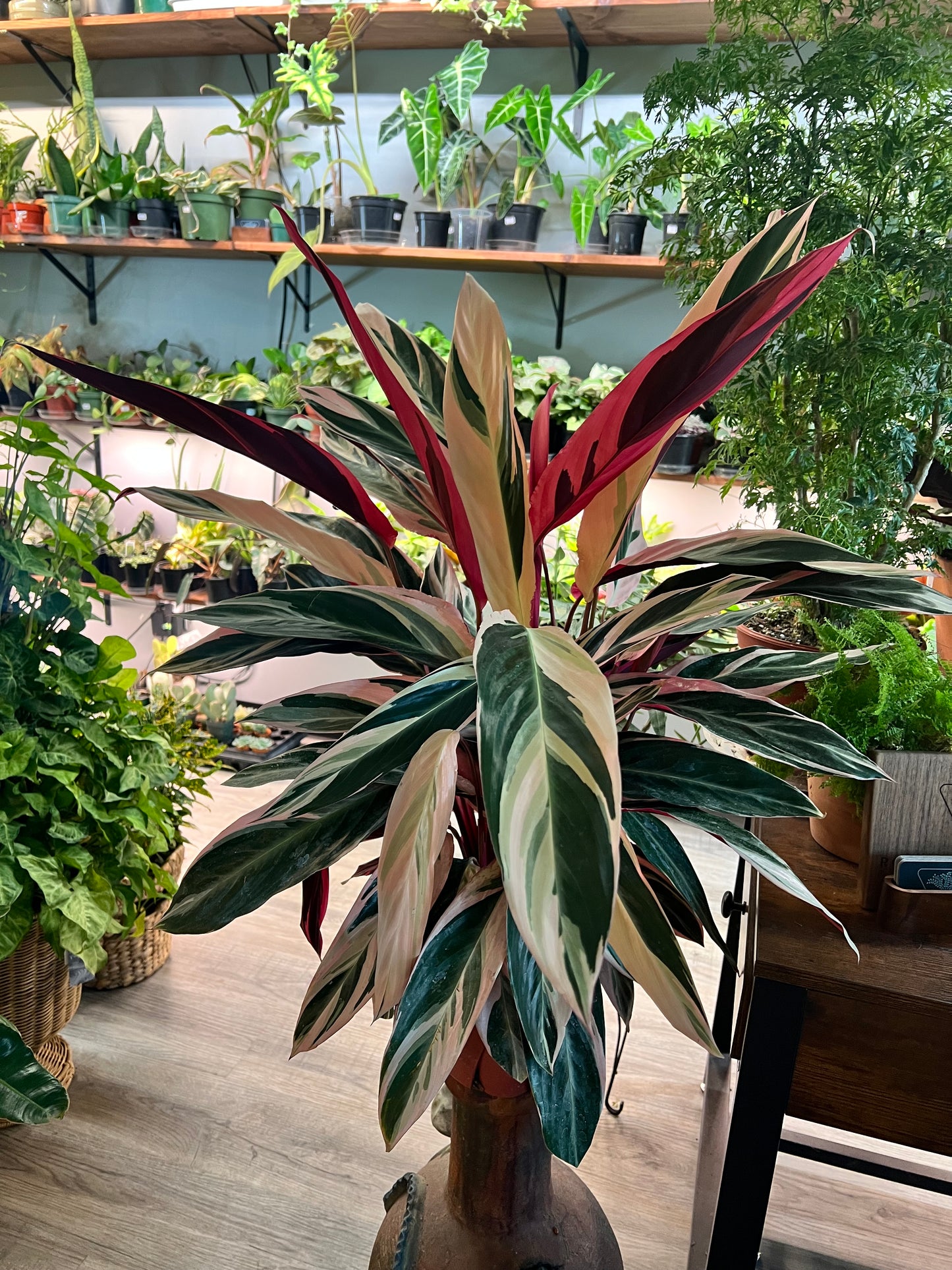 Stromanthe-Triostar 8”