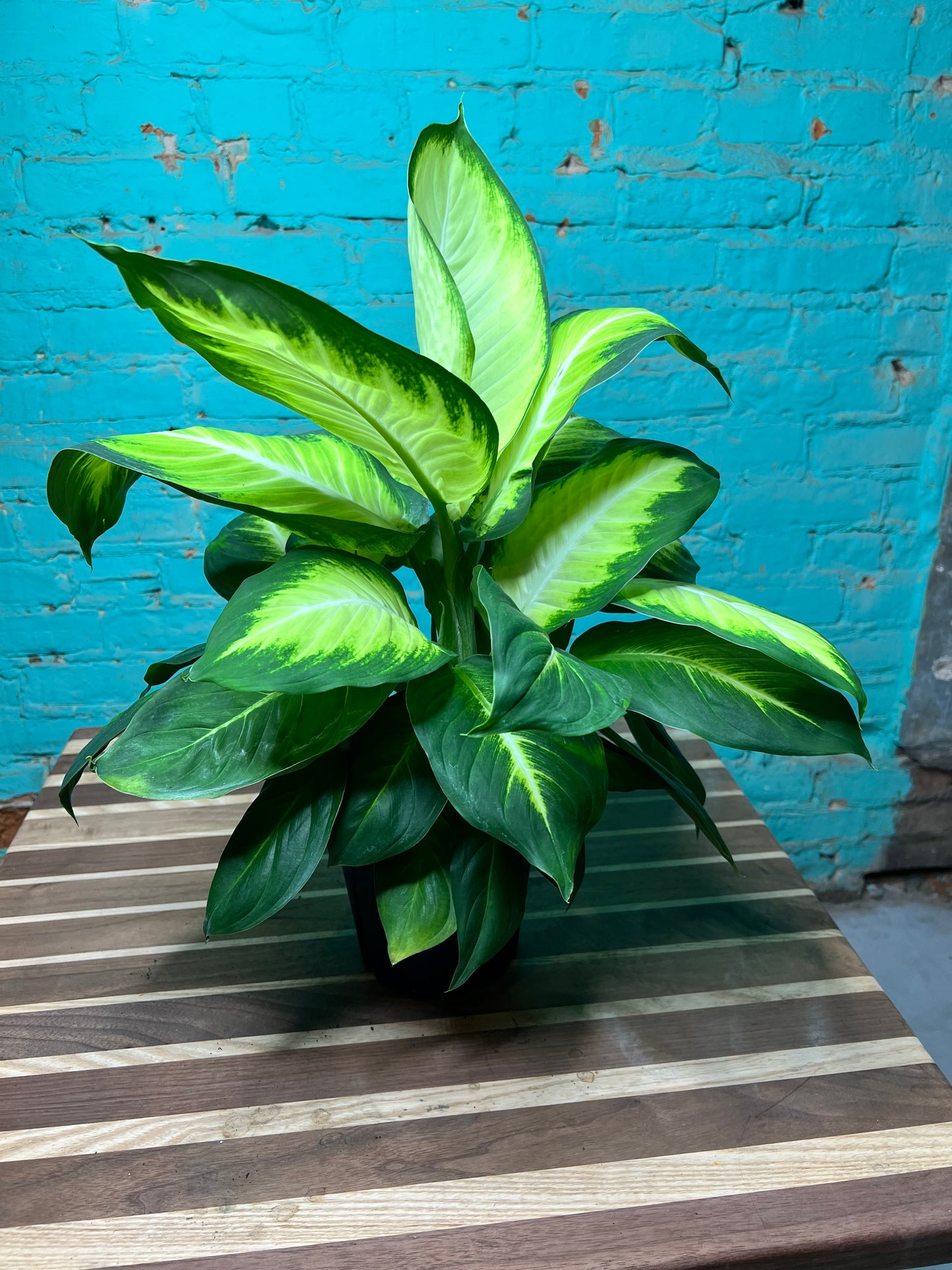 Dieffenbachia 6”