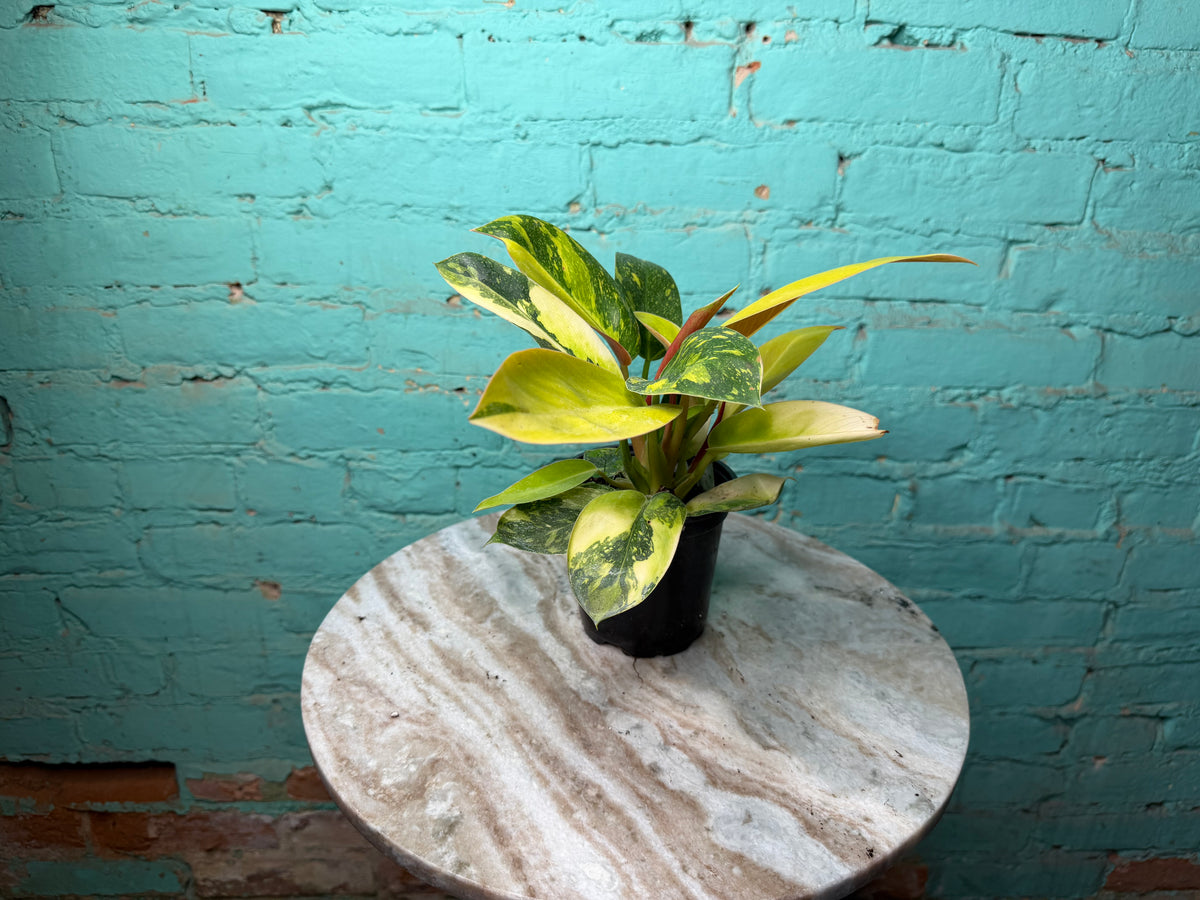 Philodendron Congo Nuclear Variegated 4”
