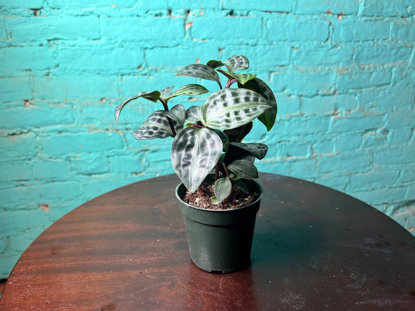 Geogenanthus Peoppigii 4”