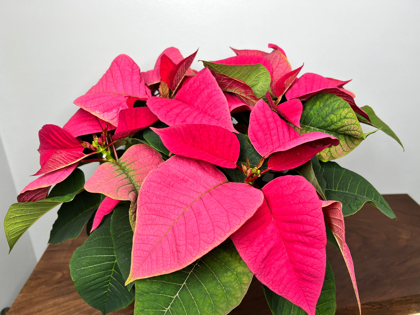 Poinsettia 6”pink