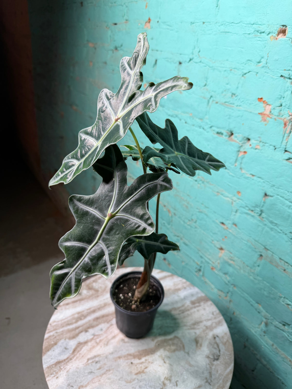 Alocasia Nobilis 4”