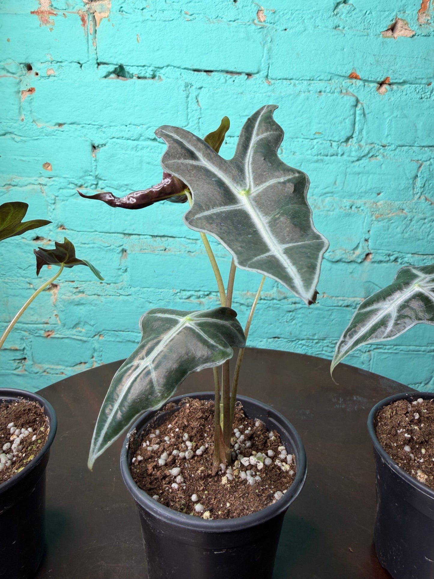 Alocasia Nobilis 4”