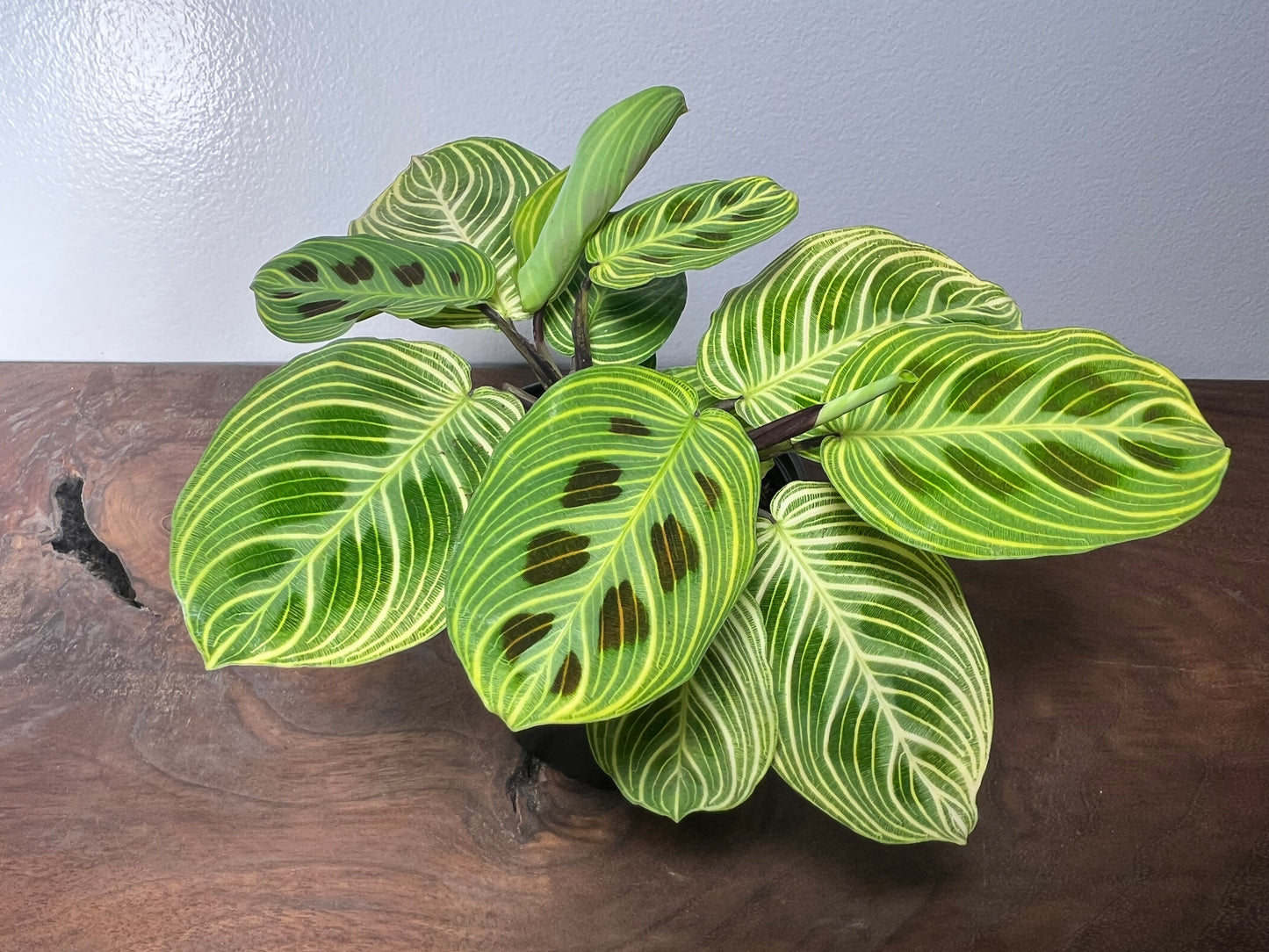 Maranta Gold Lines 4”