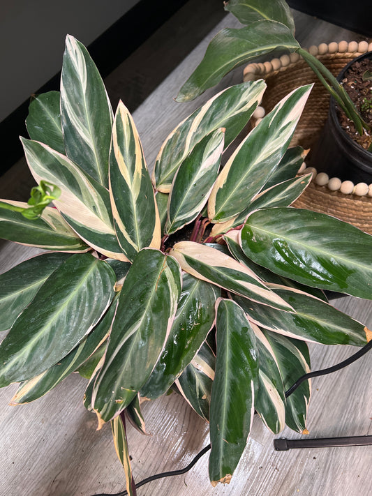Stromanthe-Triostar 8”