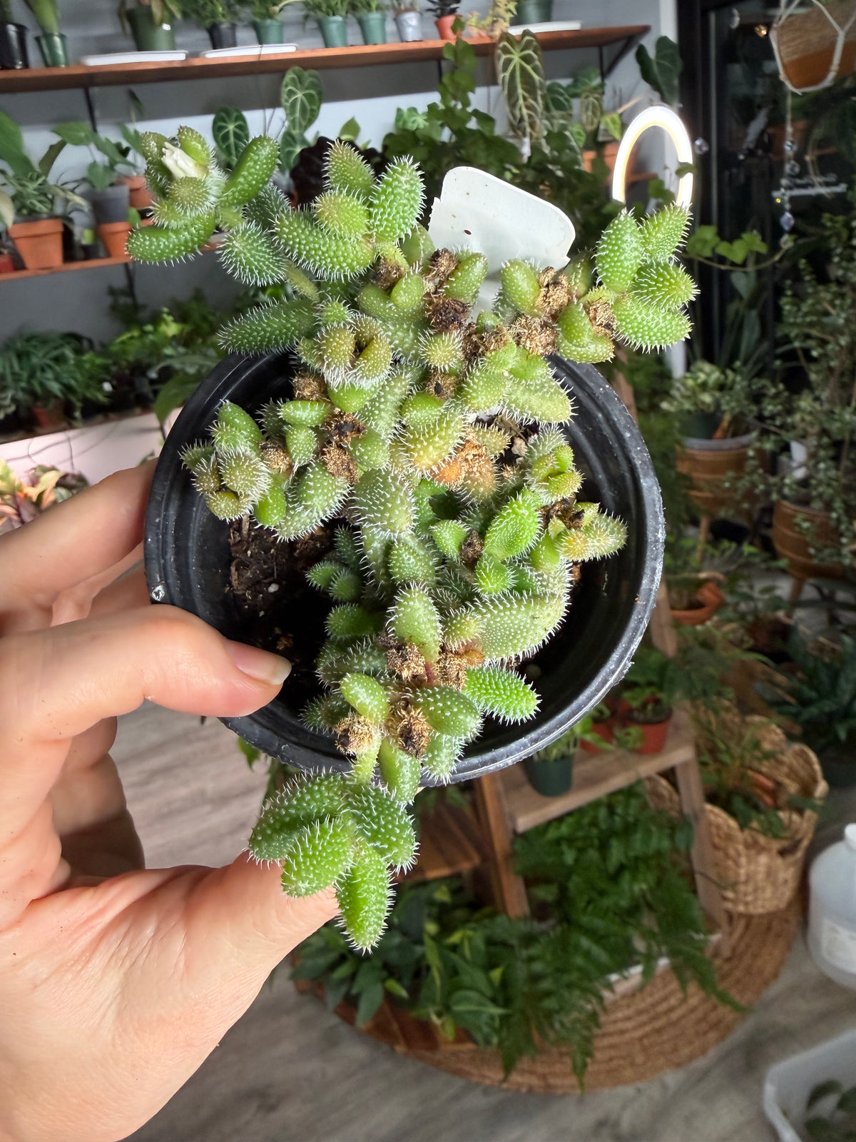 Pickle Plant 4”