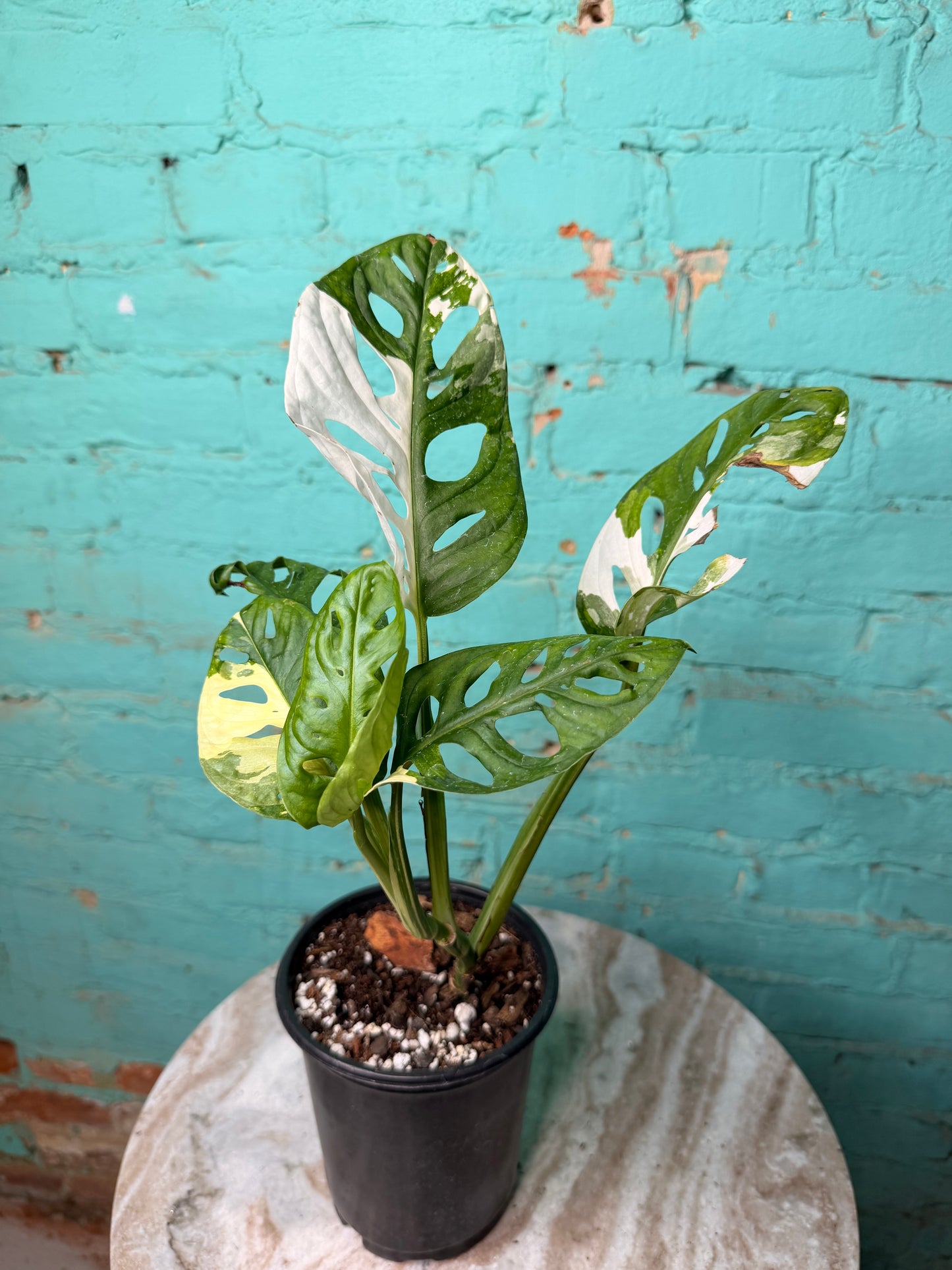Monstera Adansonii Albo 5”