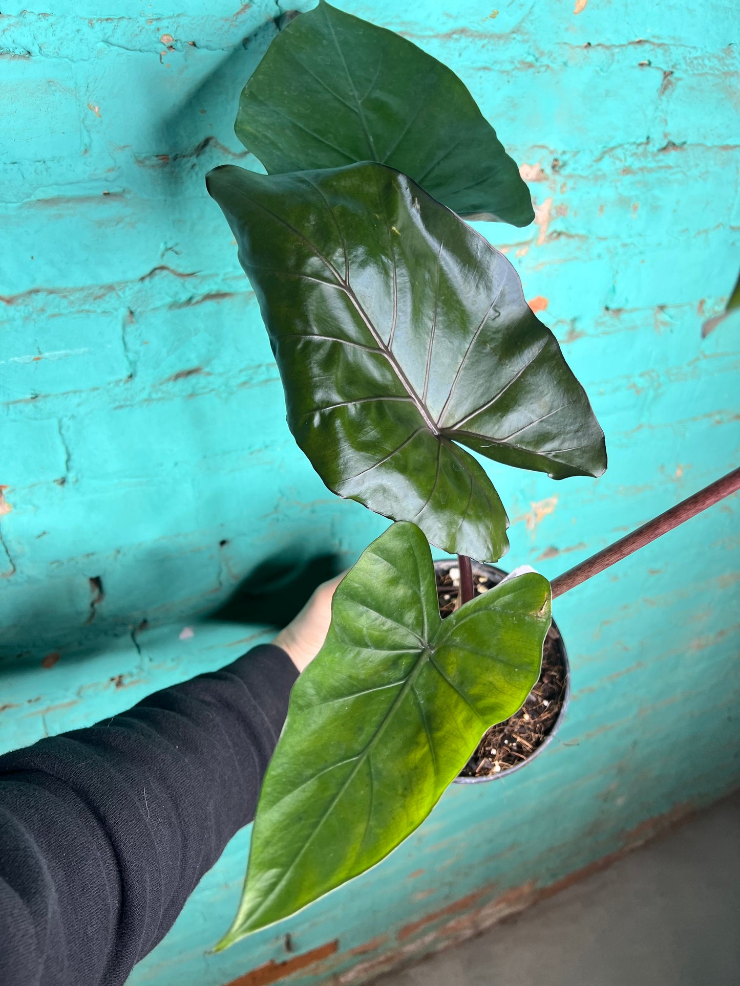 Alocasia Metalhead 6”