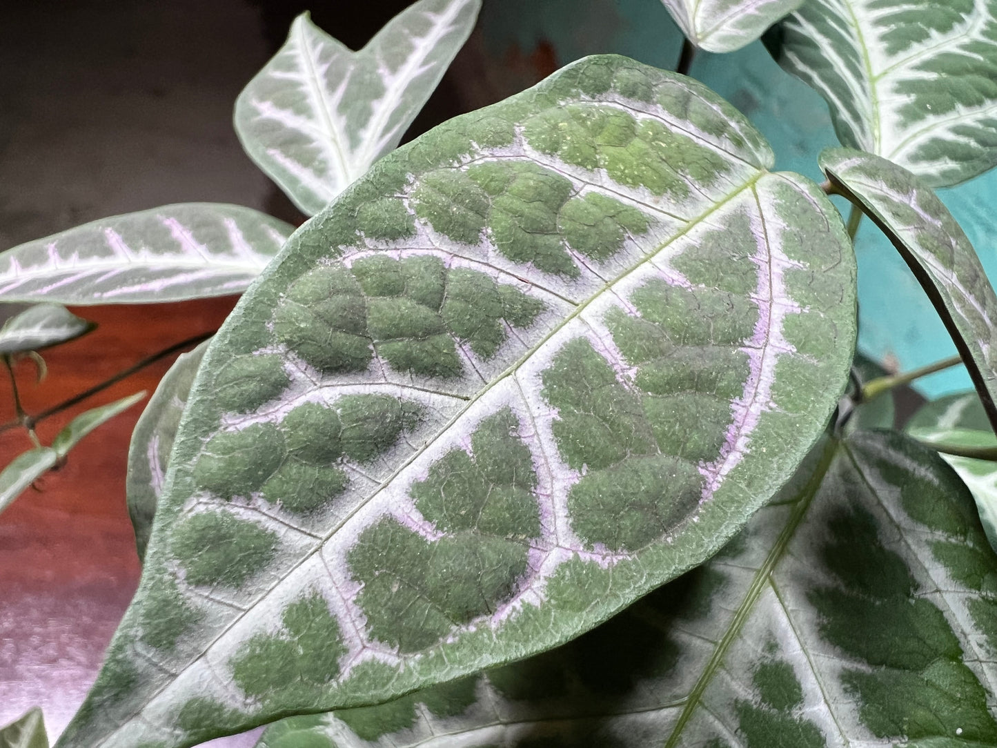 Bignonia Argyro violacea (Cross Vine) 4”