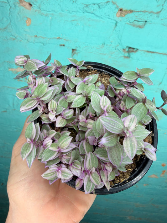 Pink Panther Bolivian Jew- Callisia