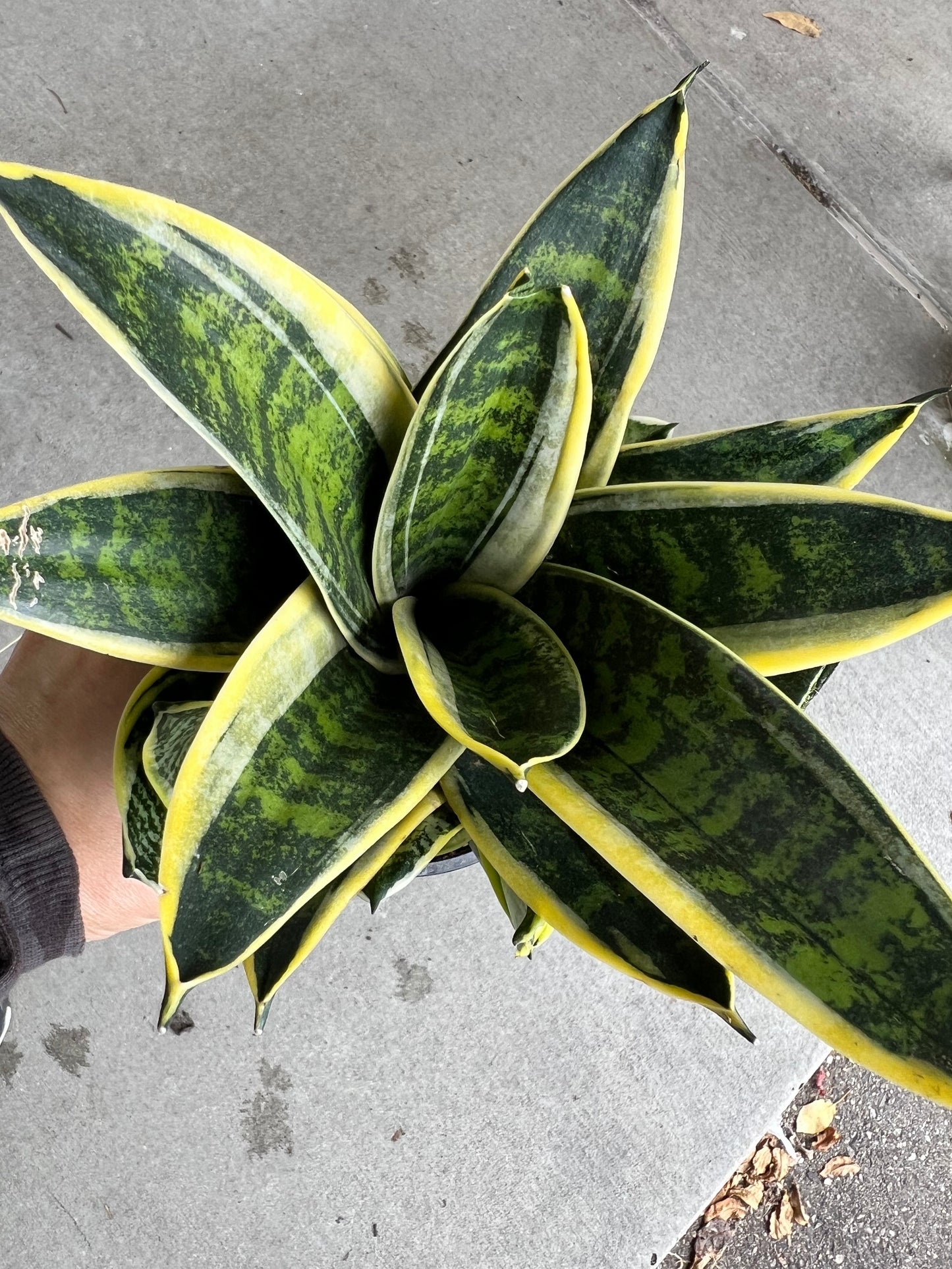 Snake plant  5”