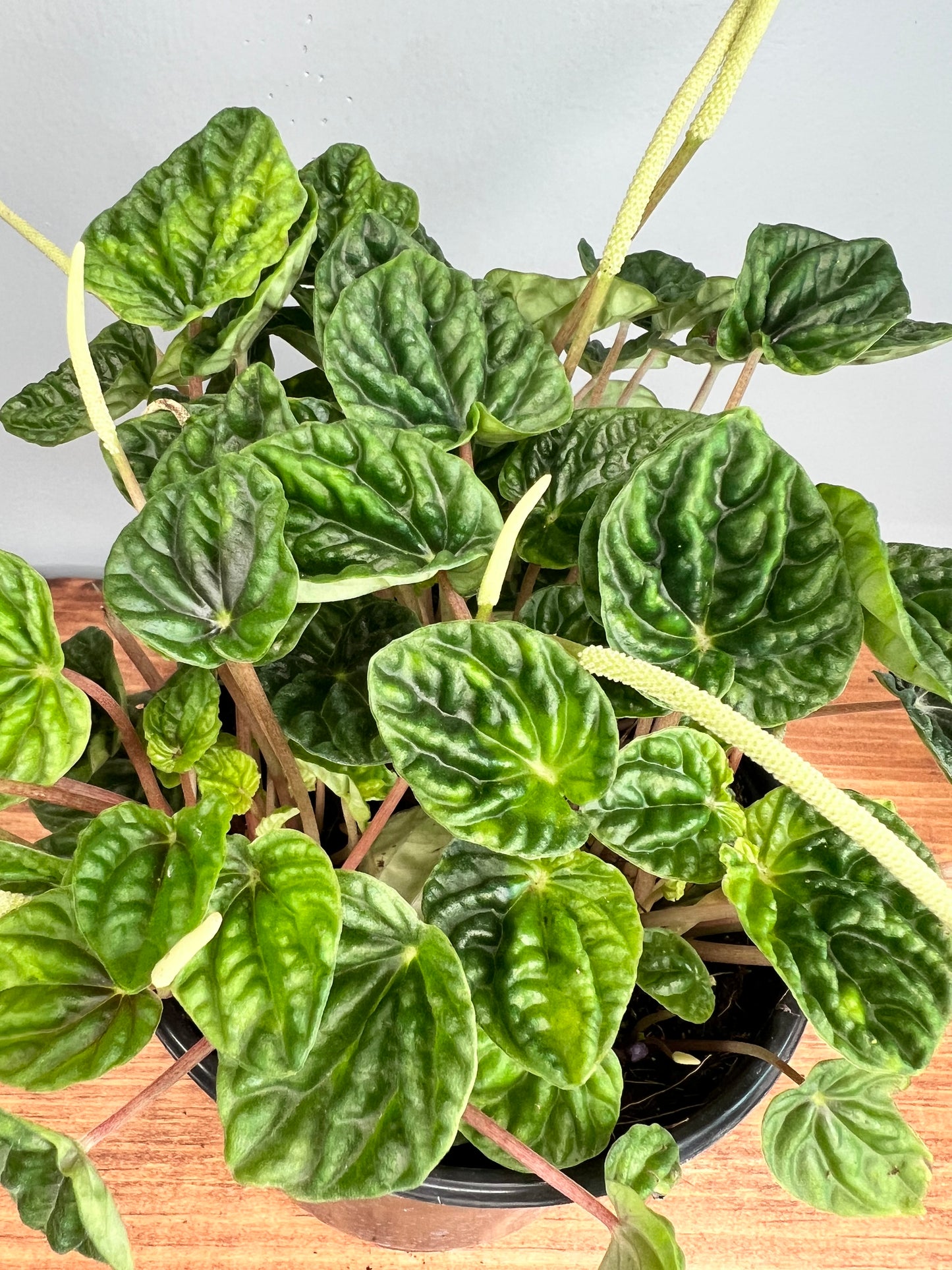 Peperomia Rippes 6”
