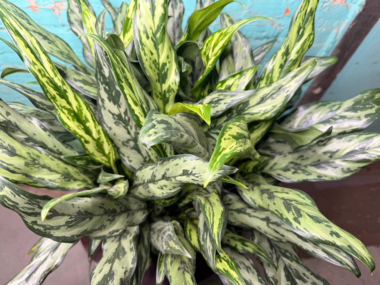 Aglaonema Maria 10”
