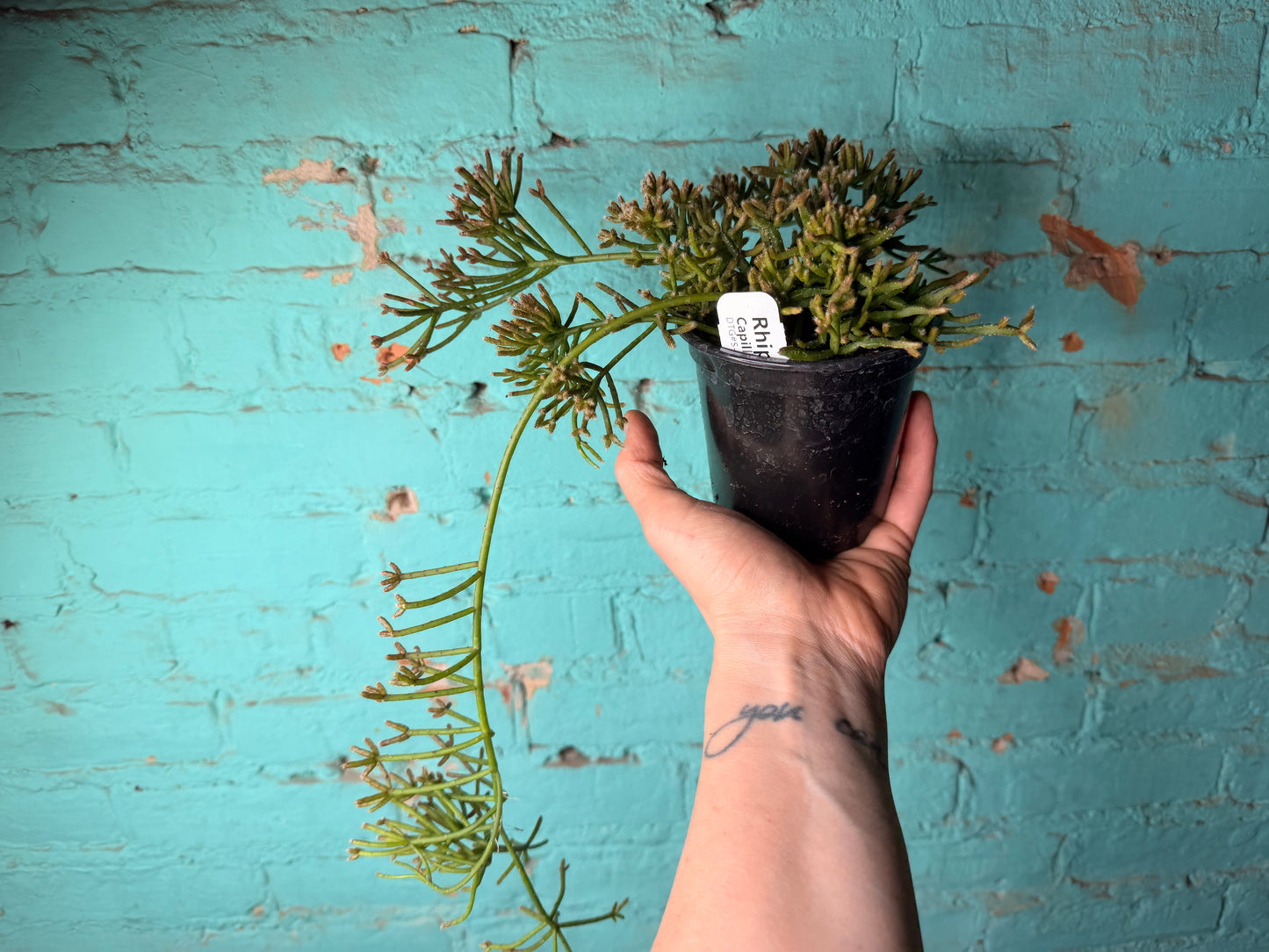 Rhipsalis Capilliformis  (Mistletoe Cactus) 4”