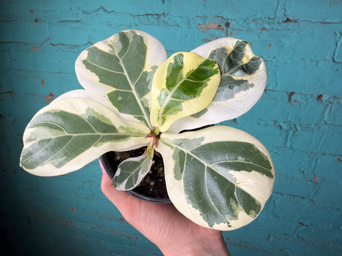 Ficus Lyrata Variegated 4”