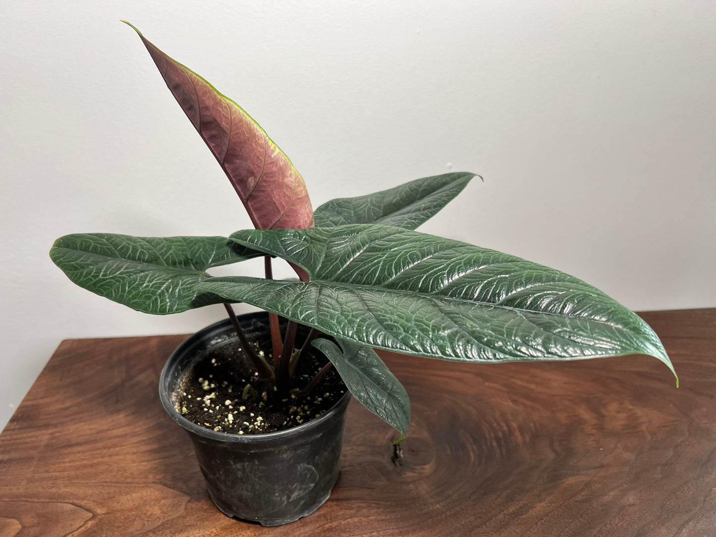 Alocasia scalprum 4”