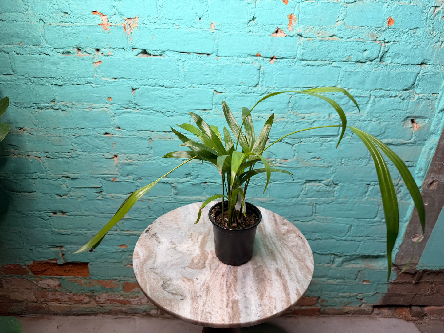 Areca palm or Butterfly Palm 4”