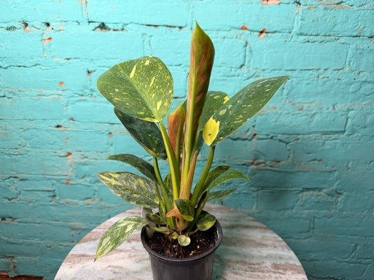 Philodendron Congo Nuclear Variegated