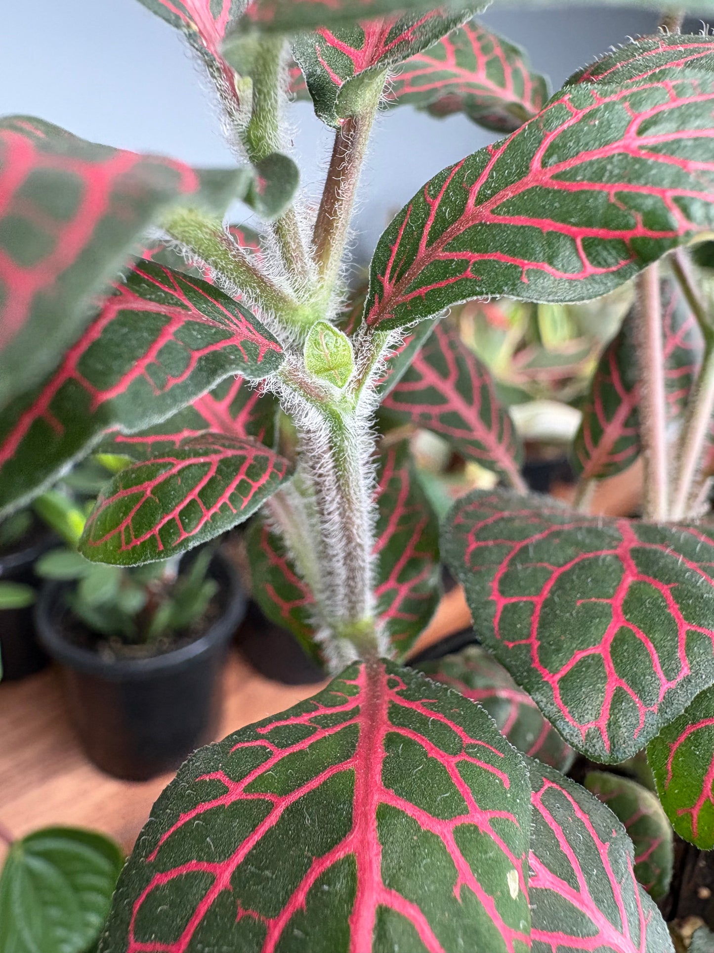 Nerveplant-Albivenis (Fuzzy stems)