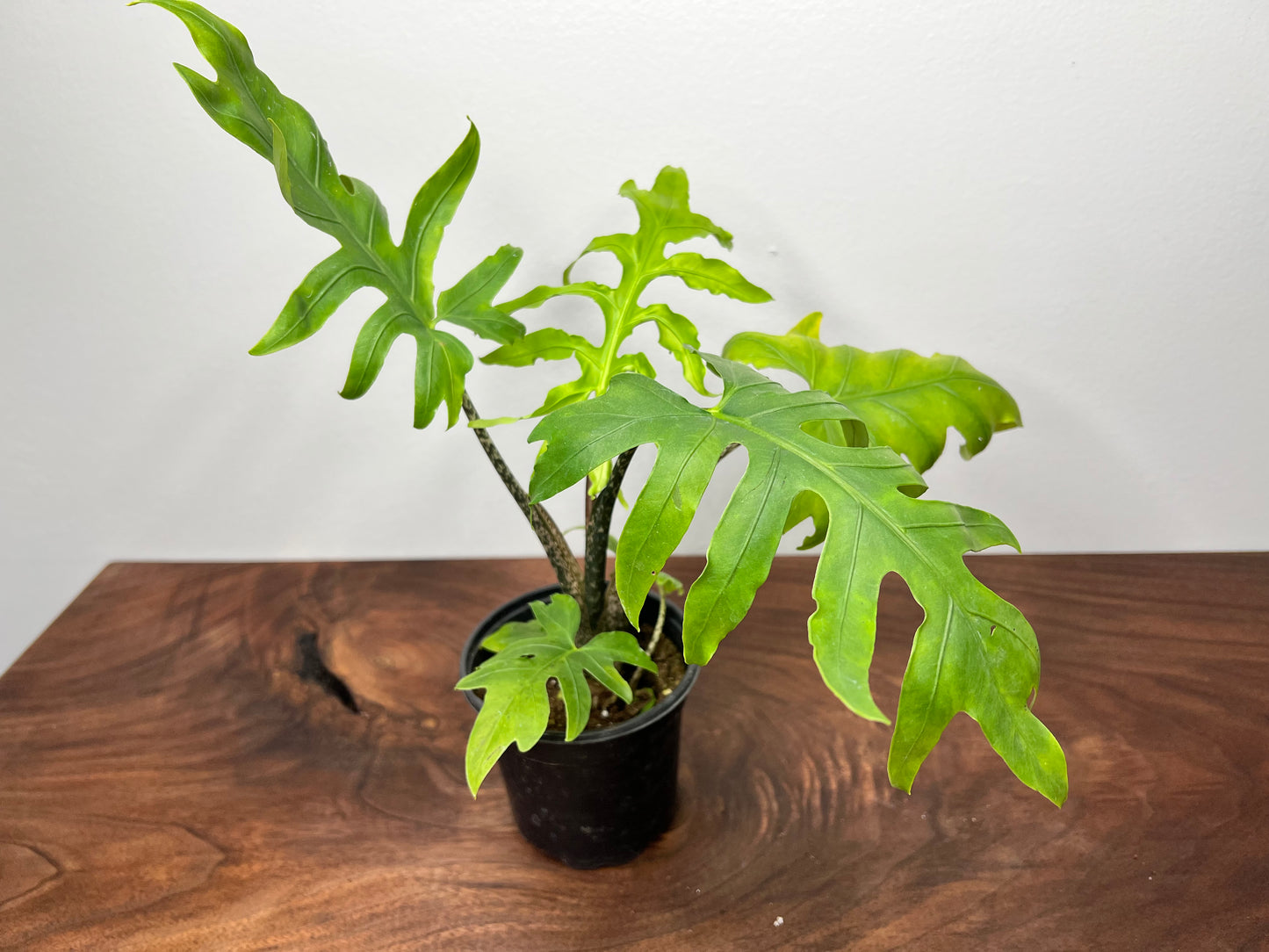 Alocasia Brancifoila 4”