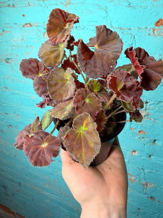 Begonia Rex “Dibs Amber ” 4”