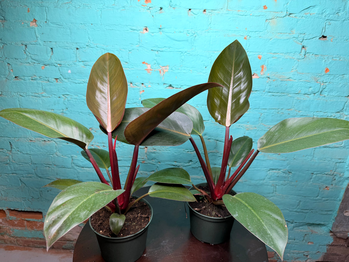 Philodendron Red Congo 6”