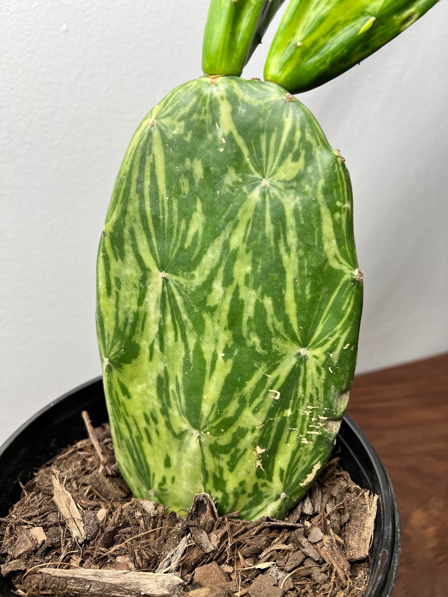 Prickly Pear (variegated)