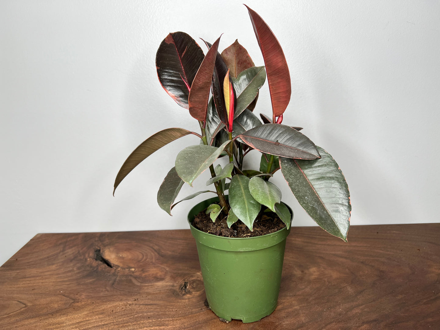 Rubber Plant-Ruby variegated 6”