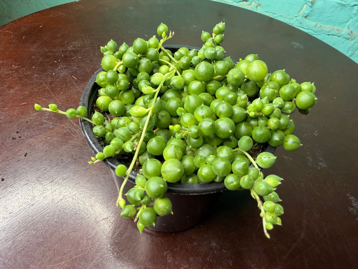 String of Pearls 4”
