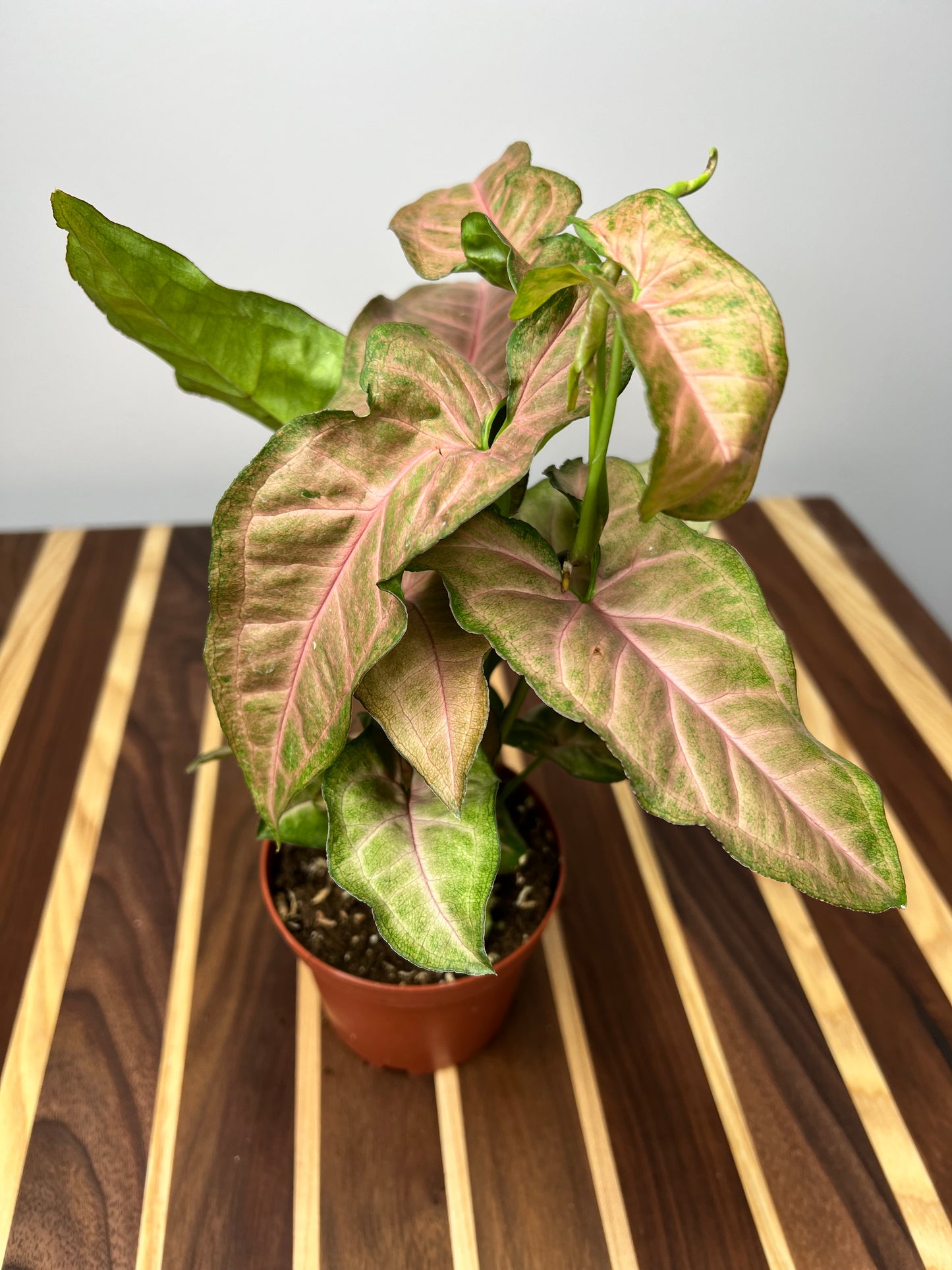 Syngonium Neon Pink