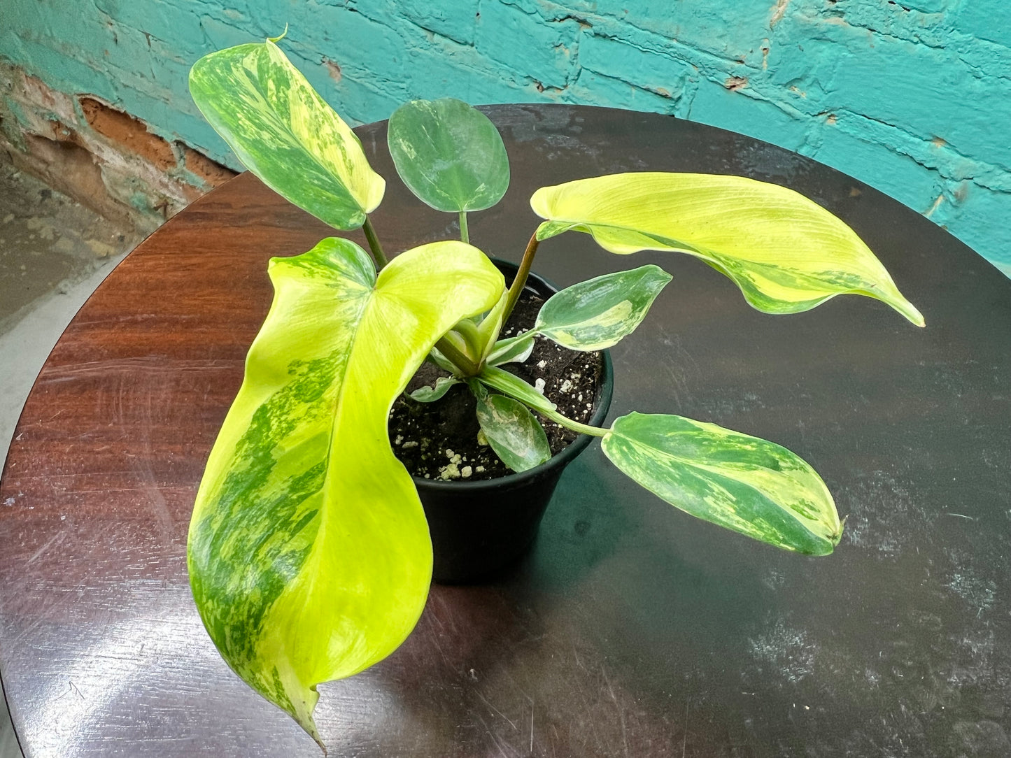Philodendron Florida Beauty Variegated 4”