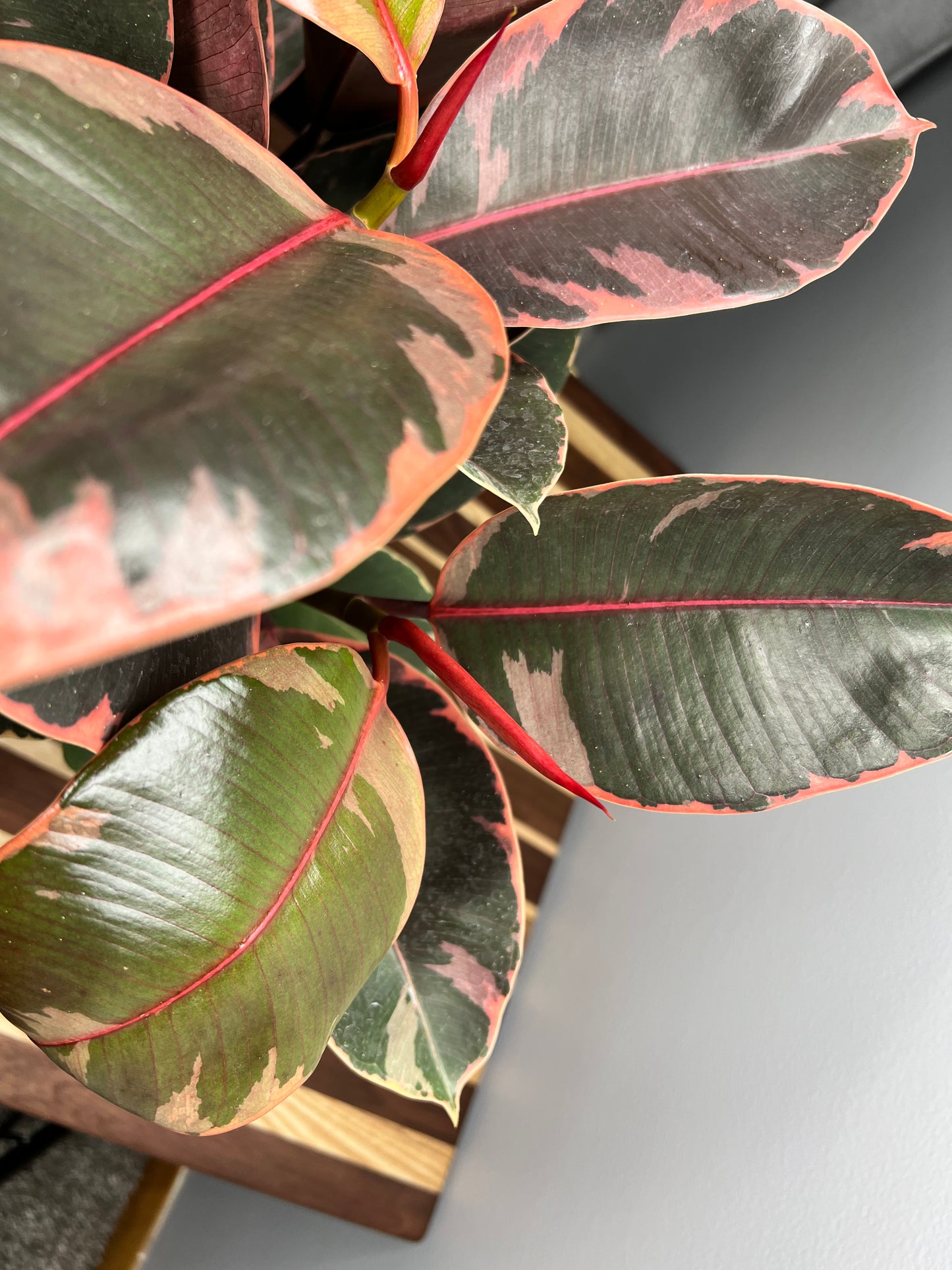 Rubber Plant-Ruby 6”