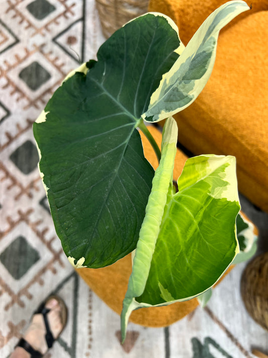 Alocasia-Mickey Mouse 6”