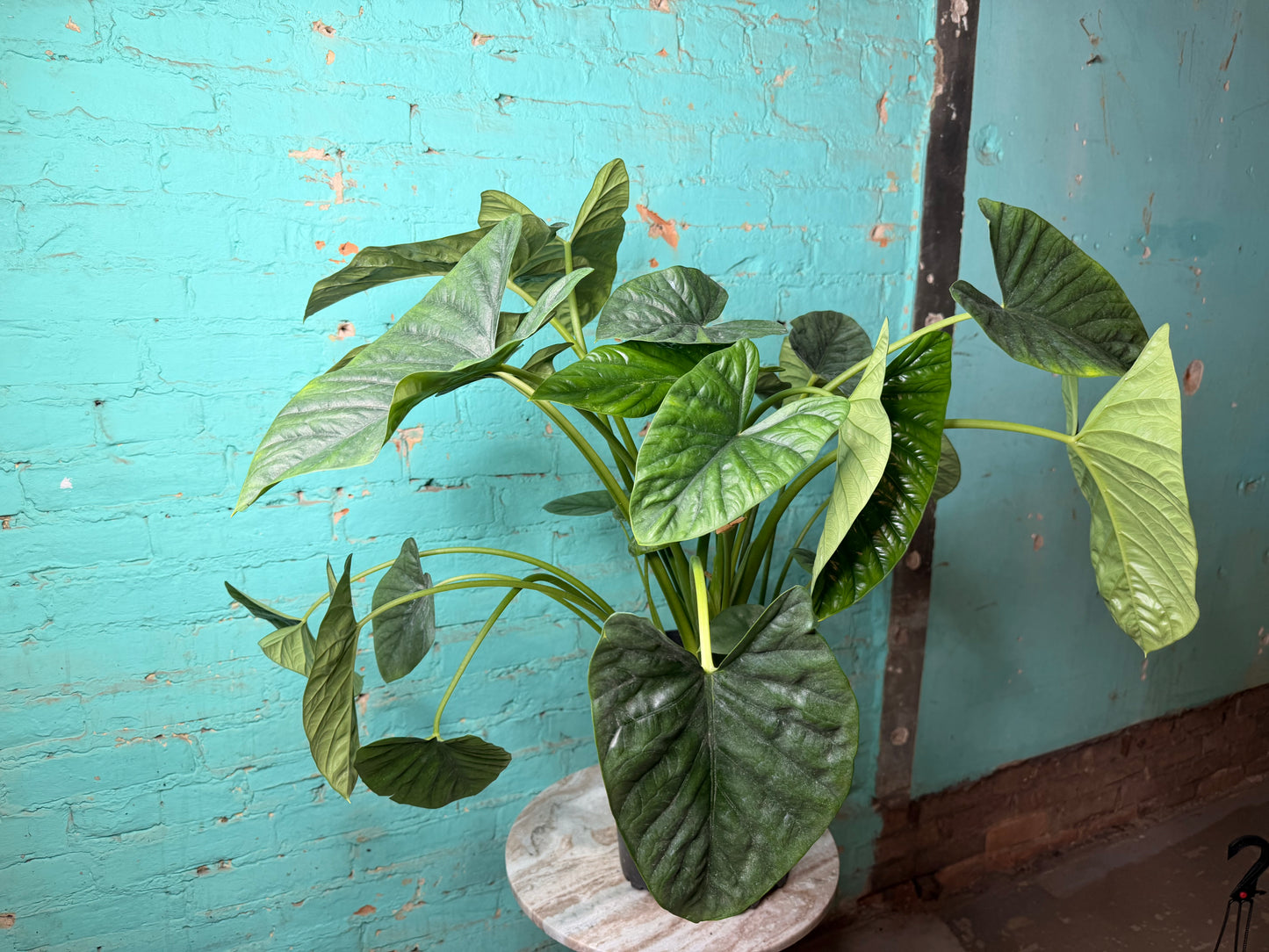 ALOCASIA LUKIWAN 8”