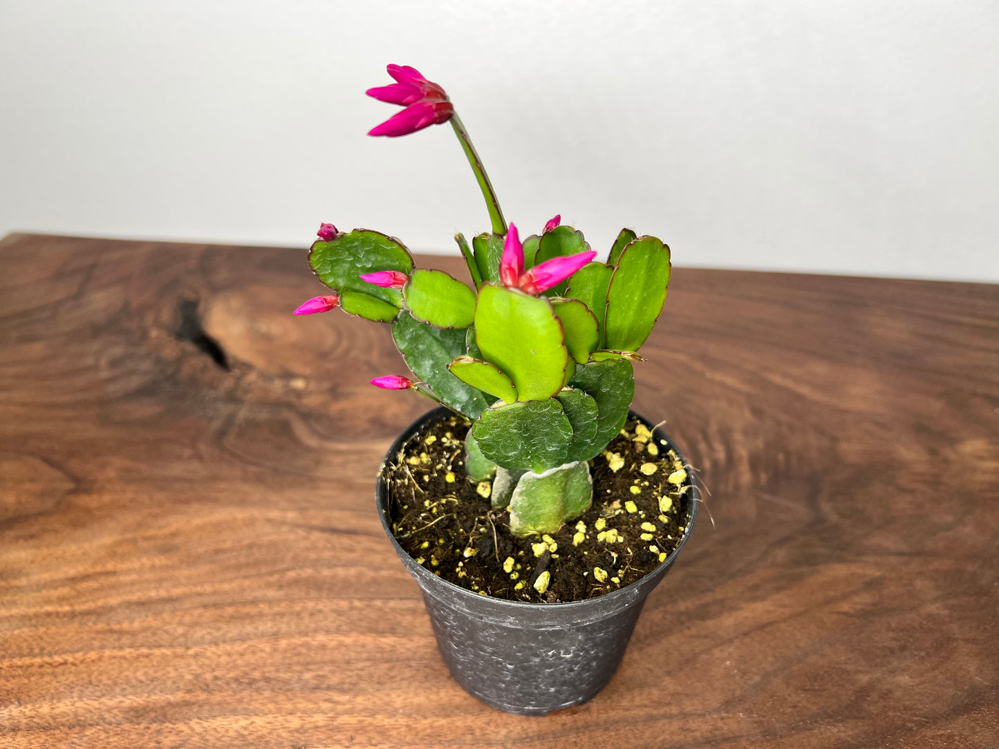 Spring Cactus 4”
