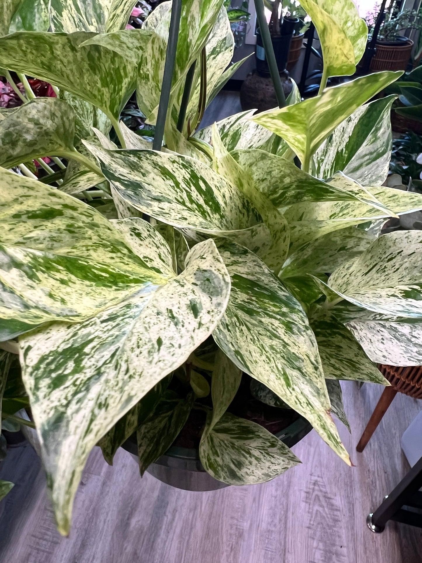 Pothos Marble Queen 8” basket