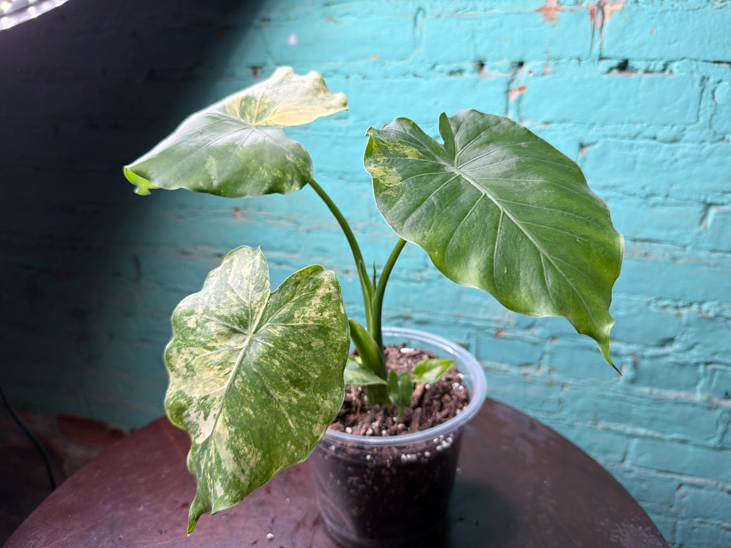 Alocasia Gageana Aurea Variegated 6”