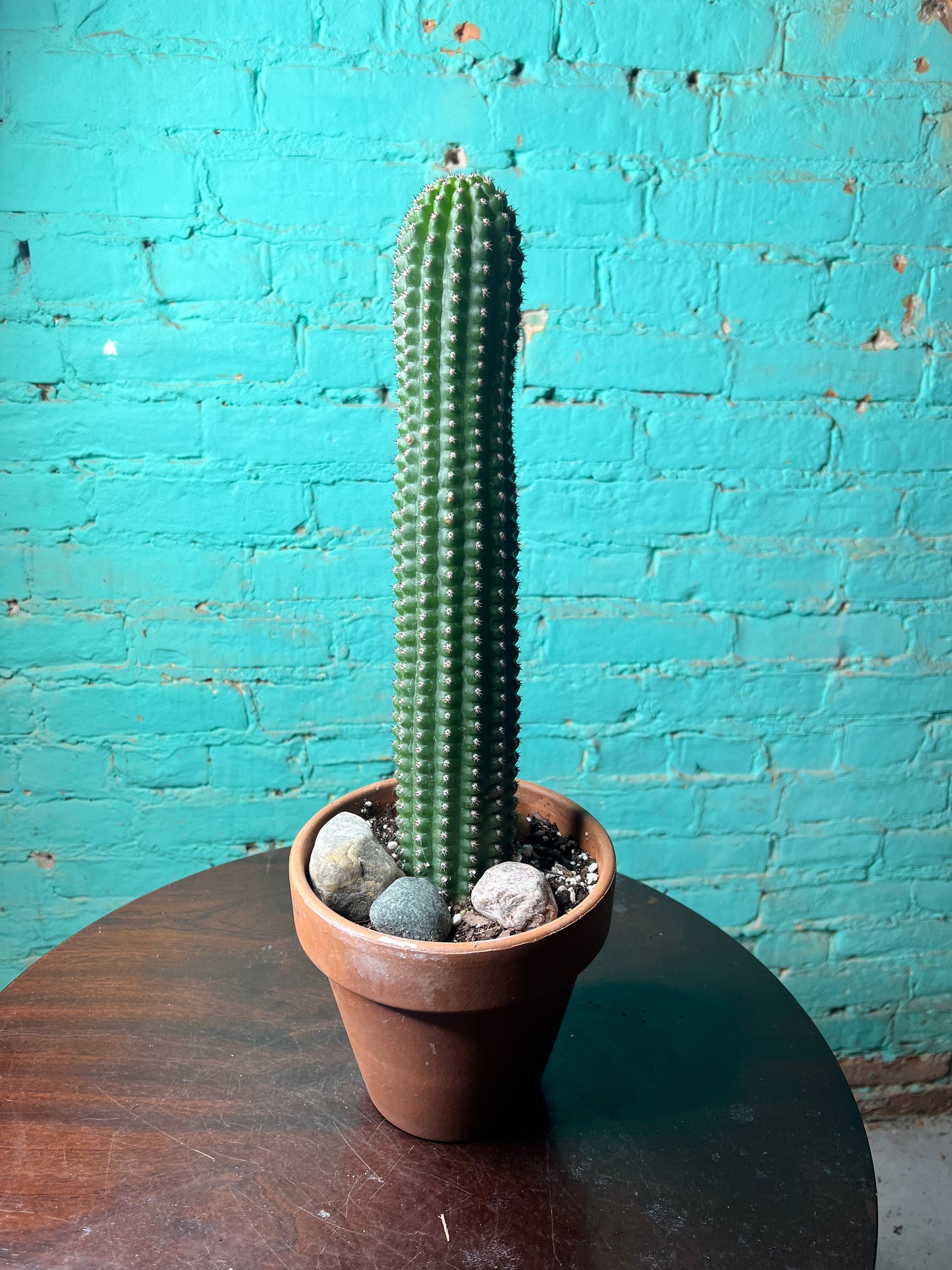 Corn Pod Cactus 6”