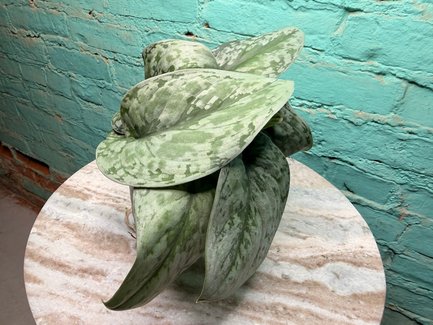 Scindapsus Pictus (Satin Pothos) 4”