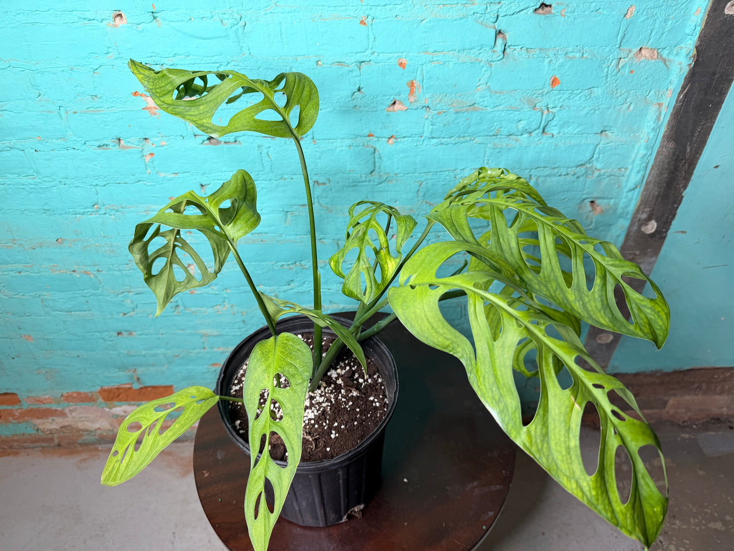 Monstera Esqueleto 10”