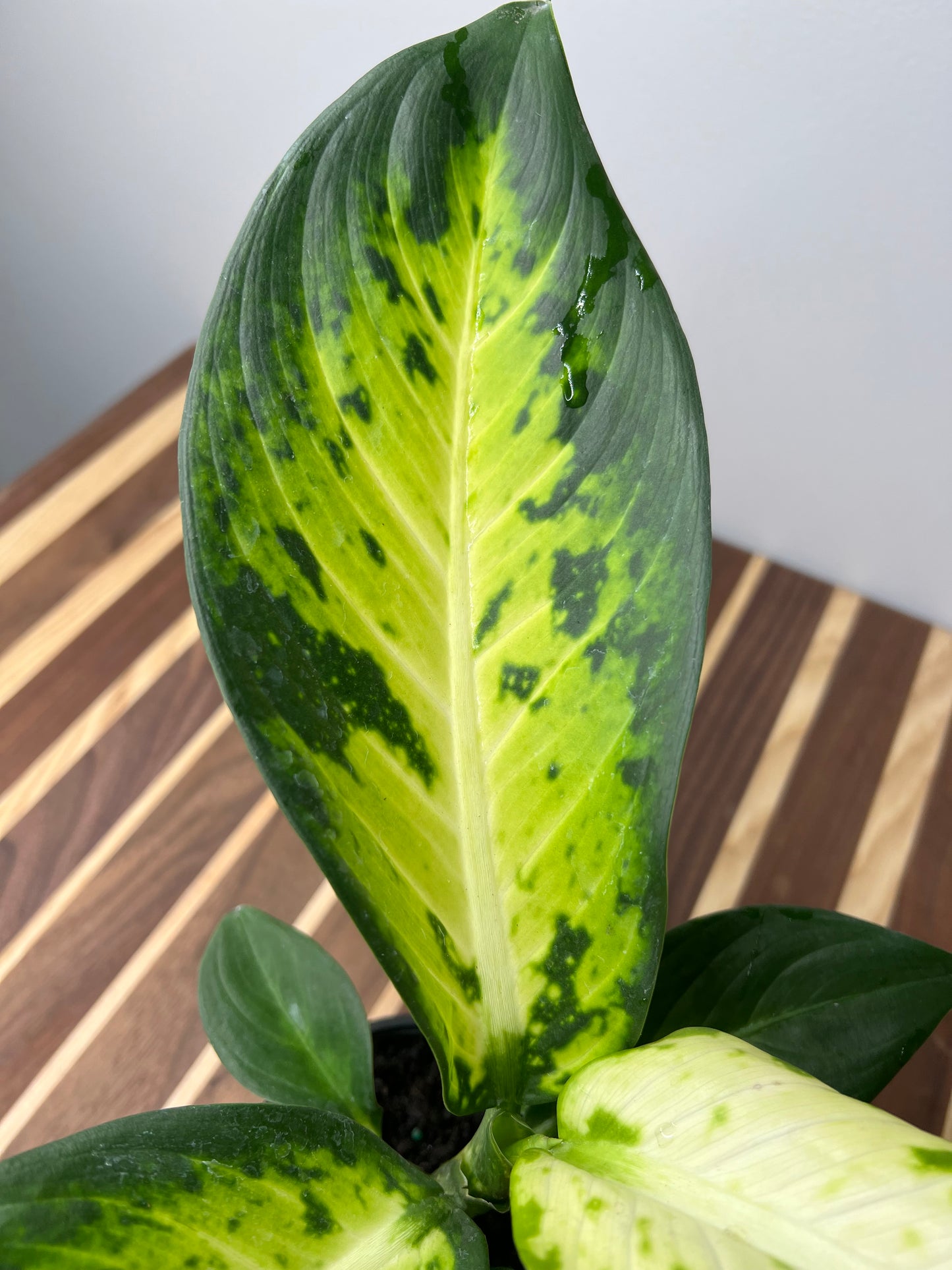 Dieffenbachia Bowmannii 4”